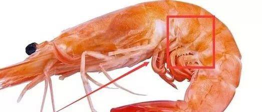 游泳潛水技巧_如何游潛泳_潛海季游泳技巧