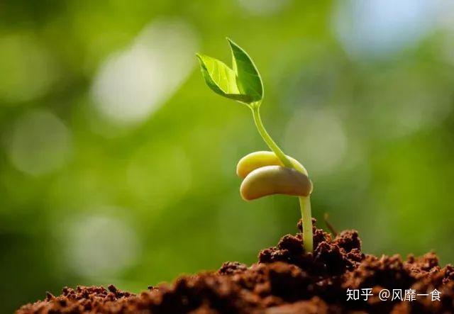 種子隊當先啥叫,女性（偽）球迷你們搞清楚